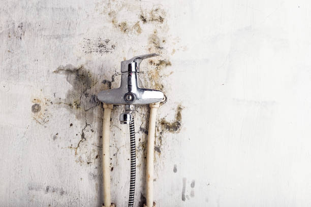 Best Same-Day Mold Removal  in Herlong, CA