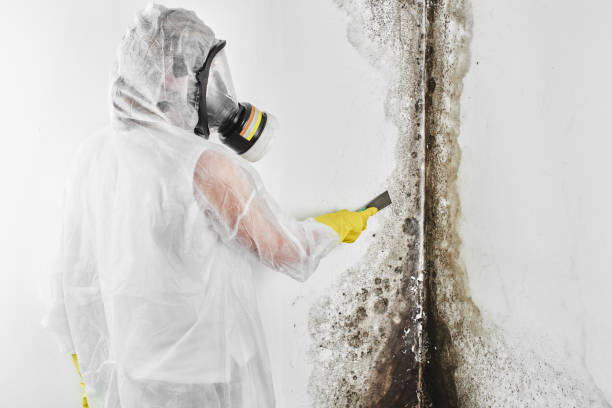Best Black Mold Removal  in Herlong, CA