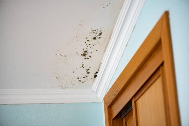 Best Commercial Mold Removal  in Herlong, CA