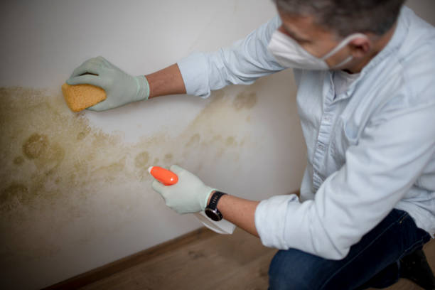 Best Office Mold Removal Services  in Herlong, CA
