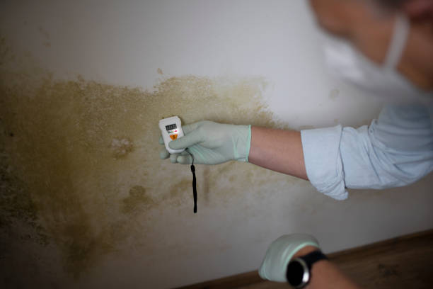 Best Emergency Mold Removal  in Herlong, CA