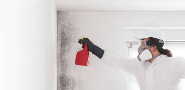 Best Affordable Mold Removal  in Herlong, CA