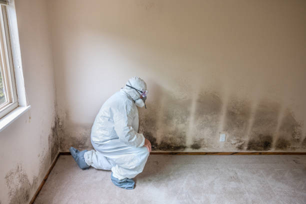 Best Local Mold Removal Service  in Herlong, CA