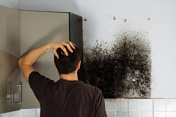 Best Mold Remediation  in Herlong, CA
