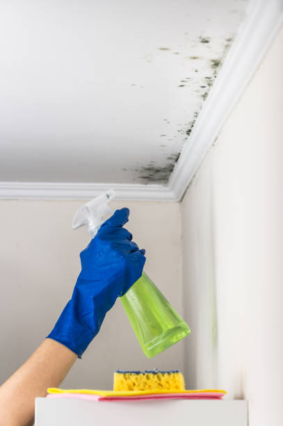 Certified Mold Removal in Herlong, CA