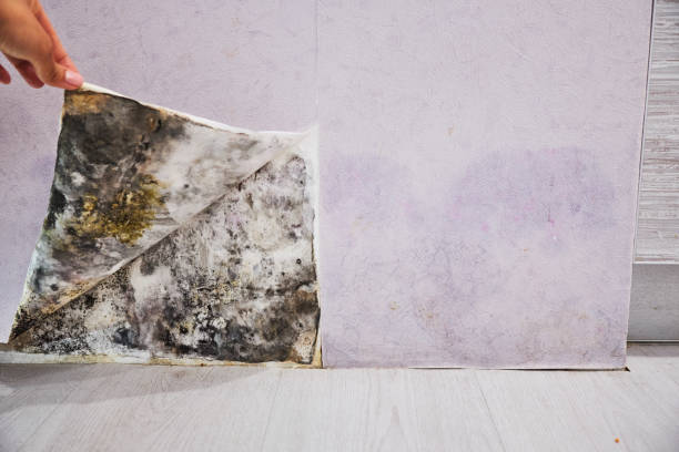 Best Toxic Mold Removal  in Herlong, CA